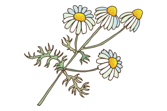 Camomile Flower. Natural Medical Herb Graphics and Illustrations