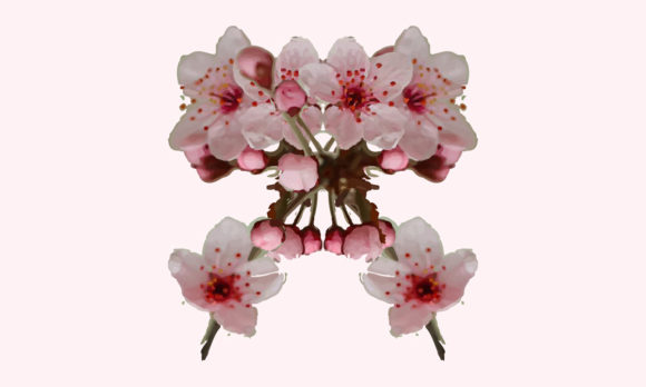 Cherry Blossom Clipart or Pink Flowers for Graphics and Illustrations