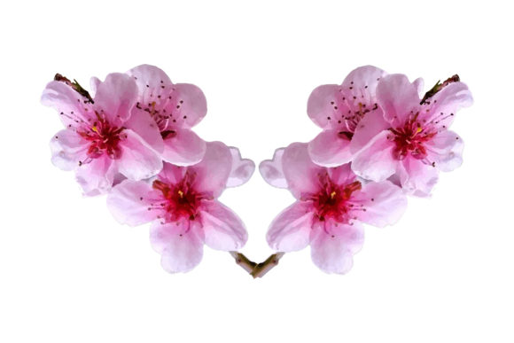 Pink Sakura Cherry Blossom Branch Art Review