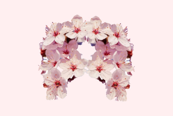 Sakura Cherry Blossom Branch Clipart Png for Branding and Packaging