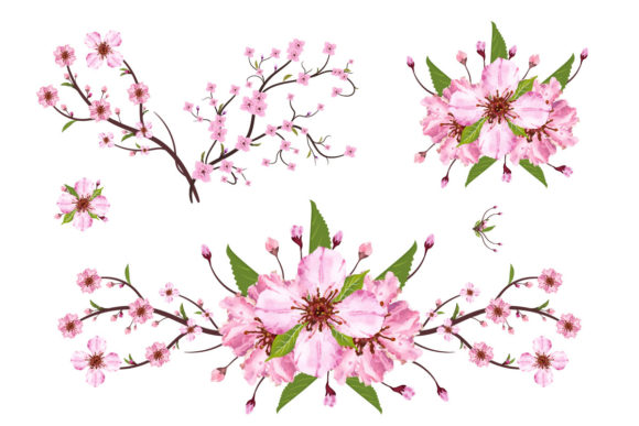 Sakura Cherry Blossom Branch Vector Graphics for Crafters