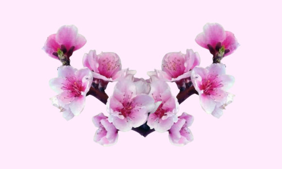 Sakura Cherry Blossom Illustration: A Graphics Review for Sellers