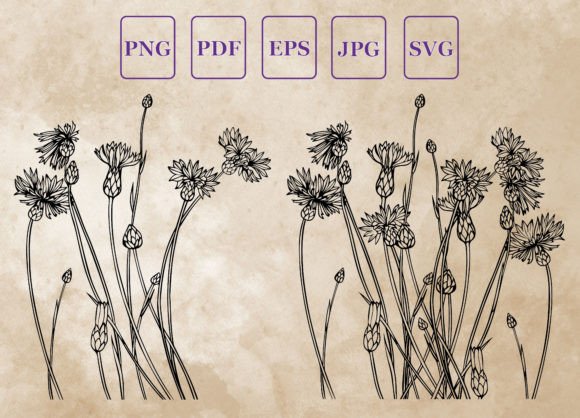 Set of Herbs and Wild Flowers Vector: Premium Graphics for Illustrations