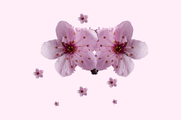 Watercolor Cherry Blossom Branch Art for Graphics and Illustrations