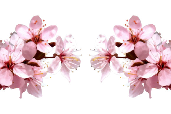 Watercolor Sakura Cherry Blossom Branch Graphics & Illustrations