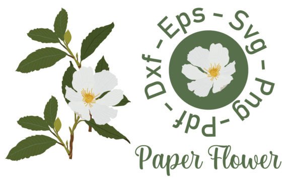 White Flower Vector Art: A Review for Graphics and Illustrations